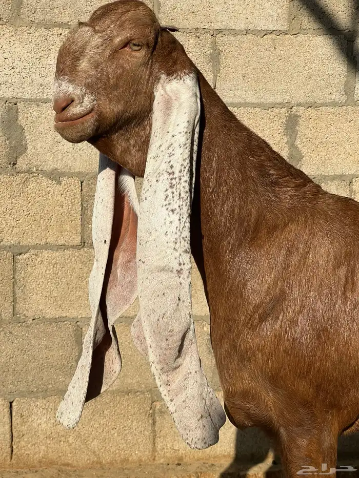 جفره هولندية خصم 1