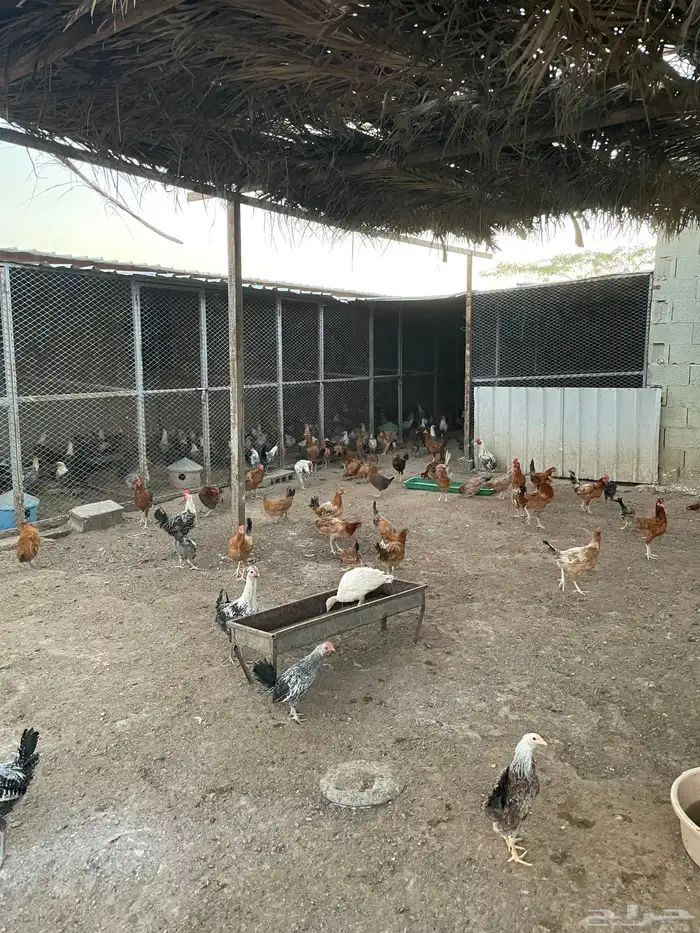 دجاج فيومي وبلدي للبيع 4