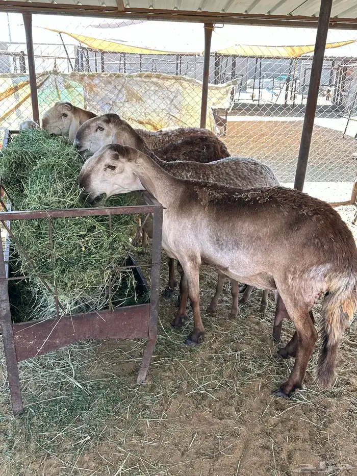 ضان سواكل درومانيه صنف 1