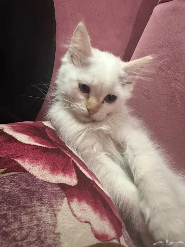 قطط للتبني مجانا 2