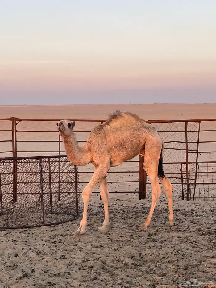 قعود للبيع 2