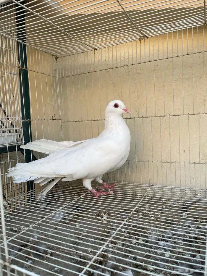 مالطي مصري 8