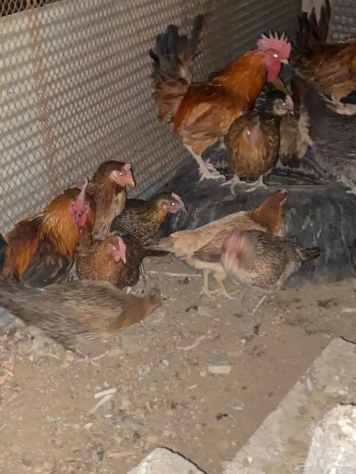 دجاج بلدي فري الوان حمر فواتح بياض شرط 5