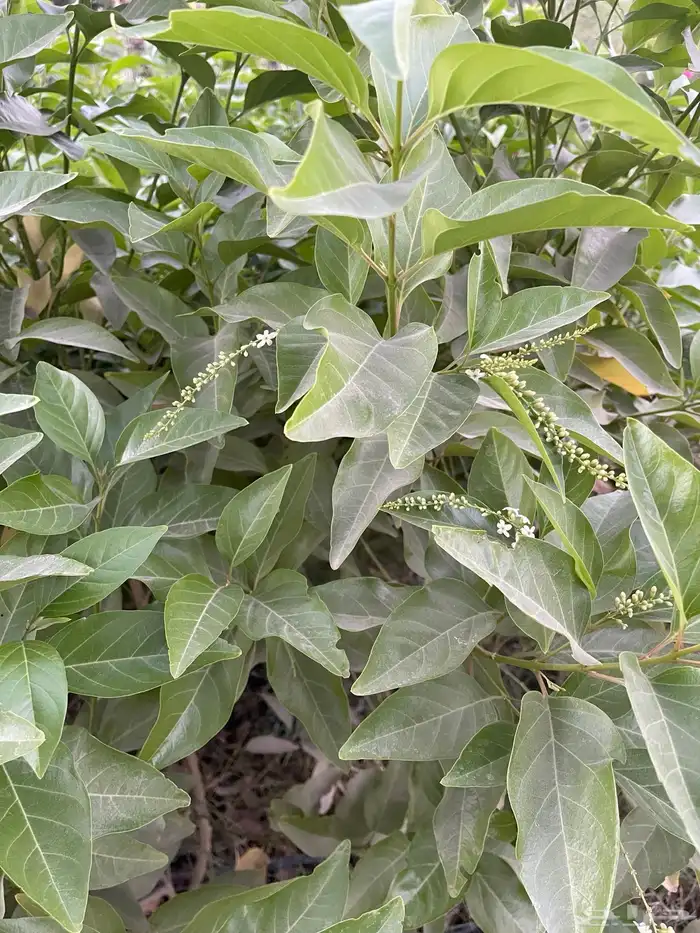 شتلات ياسمين استرالي تتحمل الحر 5