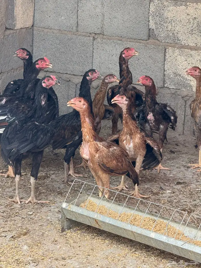 دجاج بكستاني اصل 0