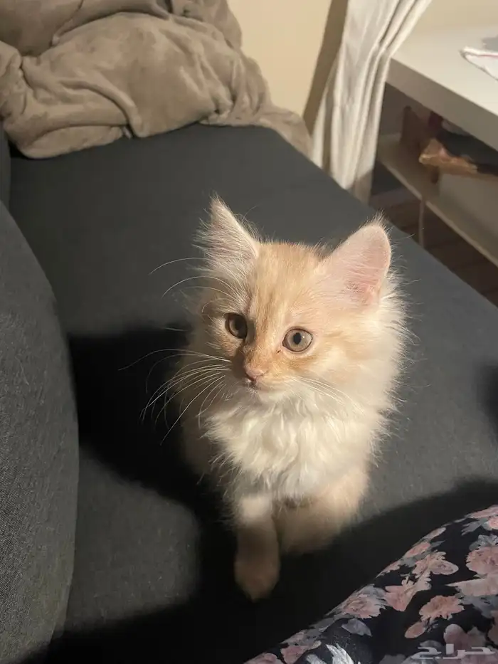 كيتن روسي طويل الشعر 0