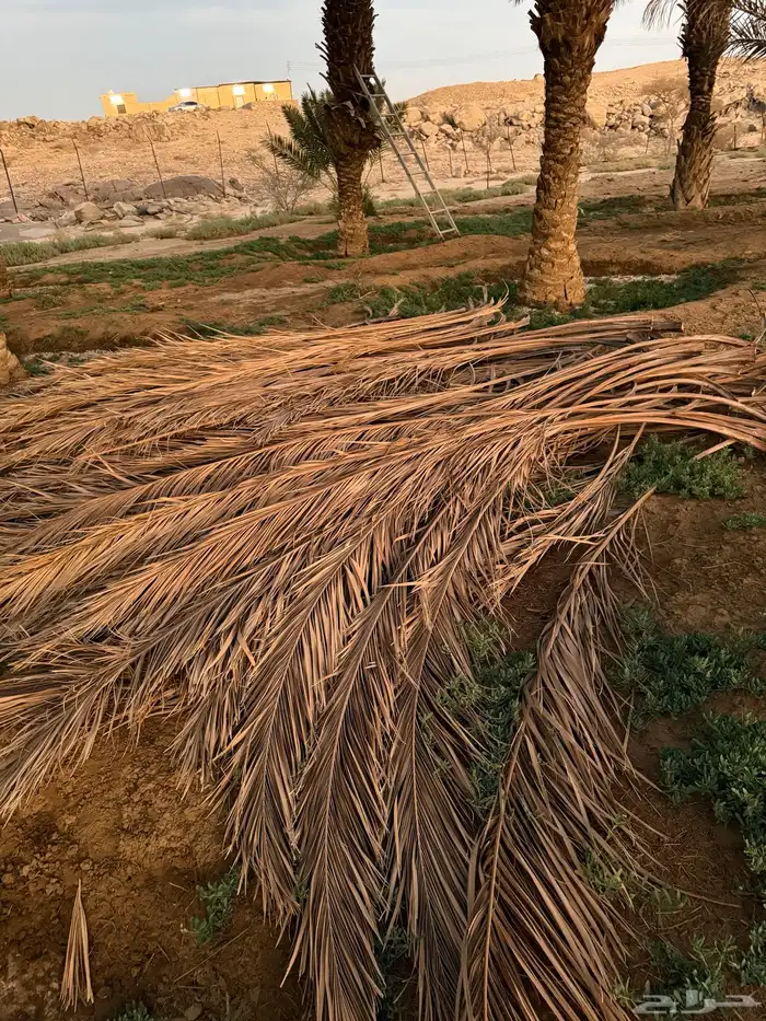 جريد سعف نخل 0