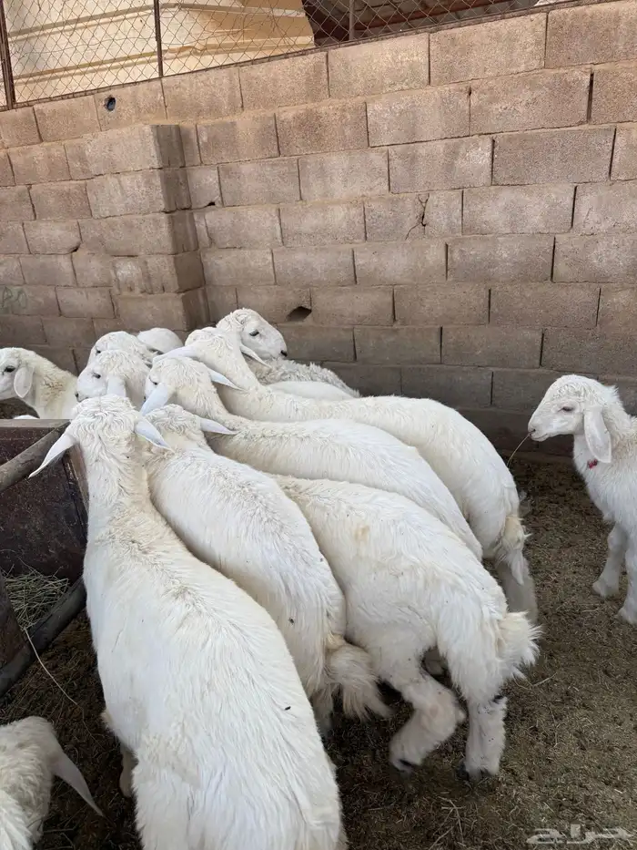 طليان وتيوس ذبايح نظيفه ع االشرط ( سلخ وتوصيل ) 1