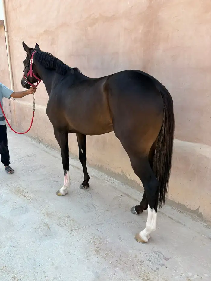 حصان انجليزي بدون اوراق تم تنزل الحد 2