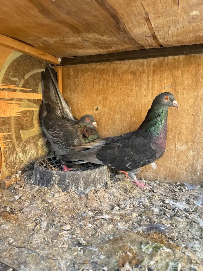 مالطي مصري 3