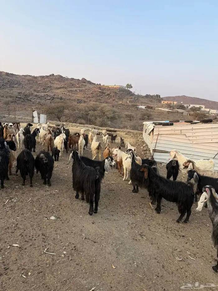 معزا عوارض للبيع مراح واحد وسليمه ومشروطه 2