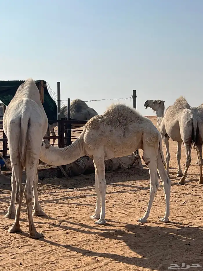 قعود 2 بريه طيبه 1