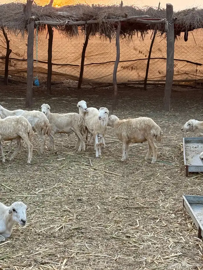 خرفان للبيع 4
