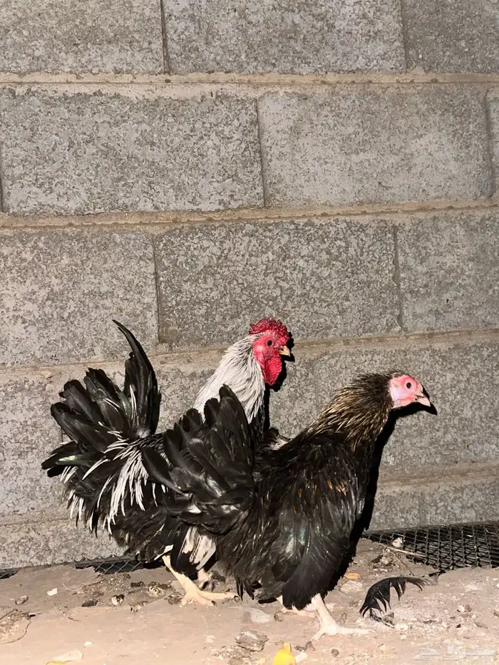 قلاب كورة ودجاج للبيع 18