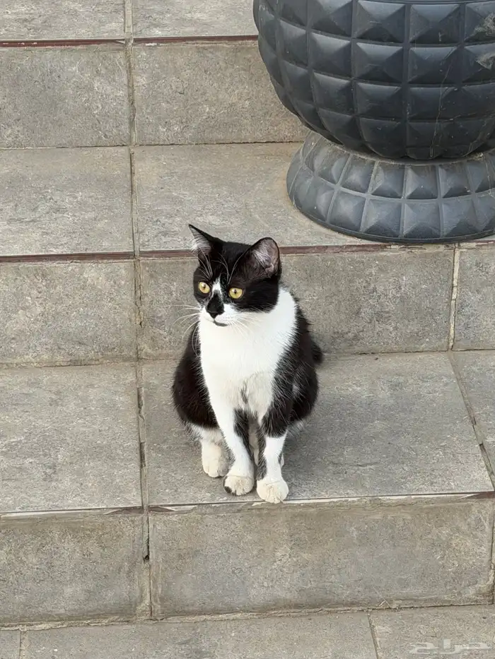 قطه للتبني بدون مقابل 0