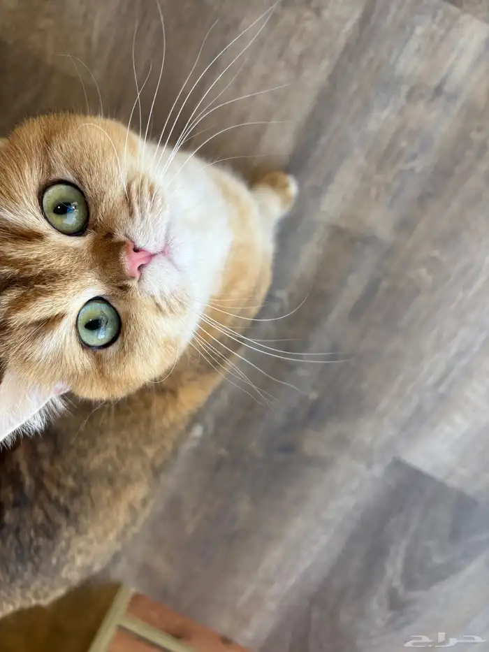 فندقة للقطط في مدينة الرياض مع CatsHotelRiyadh 0