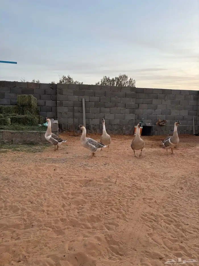 للبيع وز عراقي اصلل 0