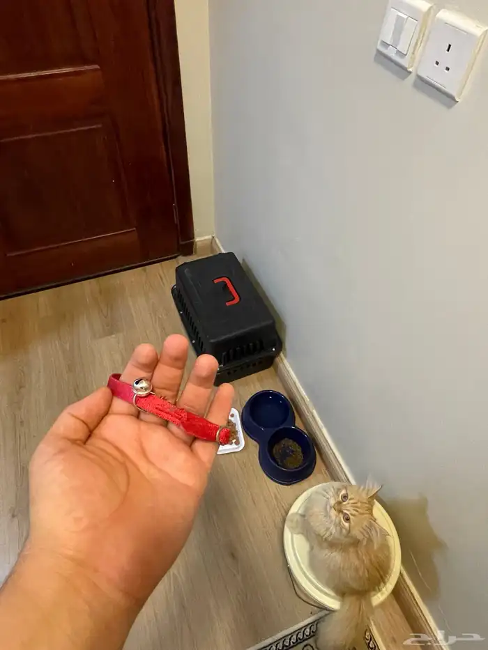 قط شيرازي اورنج كات بكامل اغراضه 8