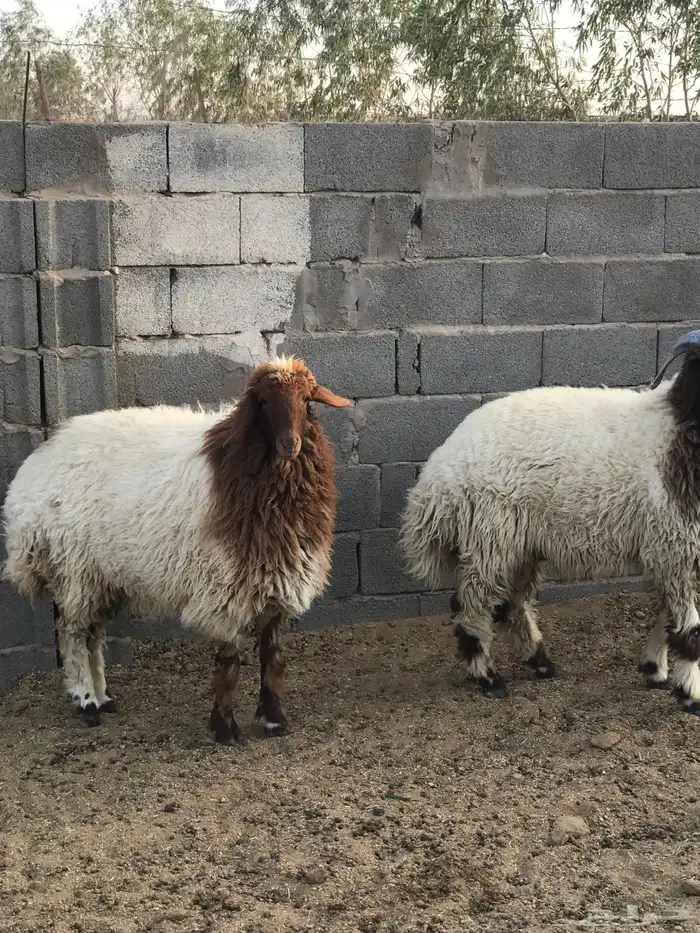 خروف نعيمي كنور 1