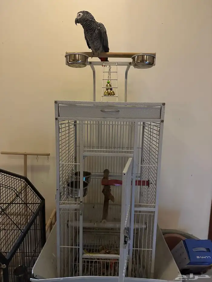 كاسكو افريقي اليف للبيع 0