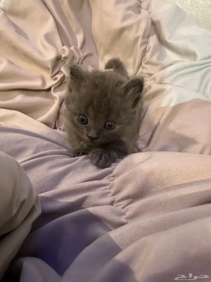 قطط كيتن شيرازي للبيع 1