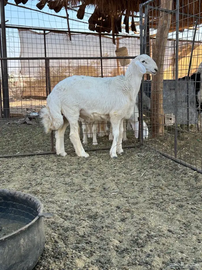 مشروع فحل صنف 0