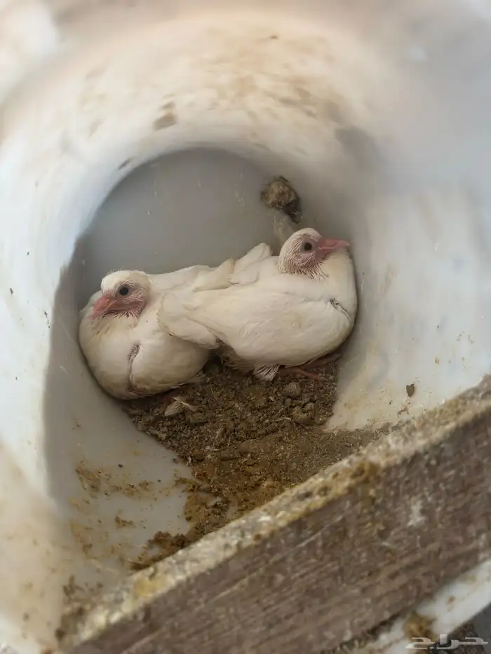 زغاليل حمام فرنسي 0