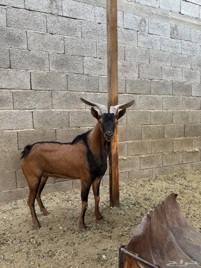 ولد وعل حر صنف الصنف شرط من كل شي سليمم 2