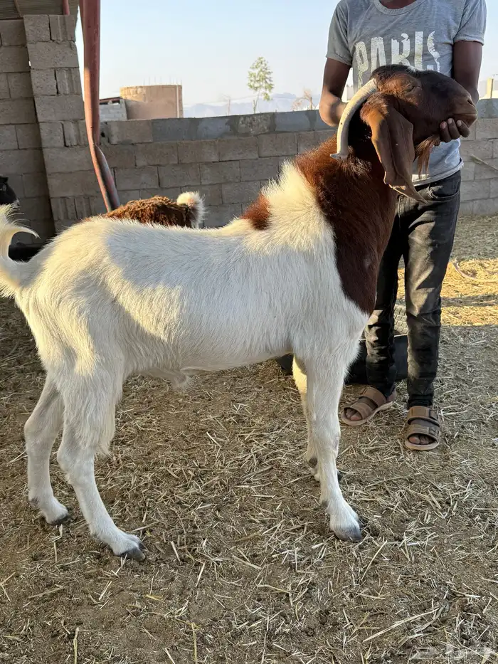 فحول هجين بورقت مستوى طيب 1