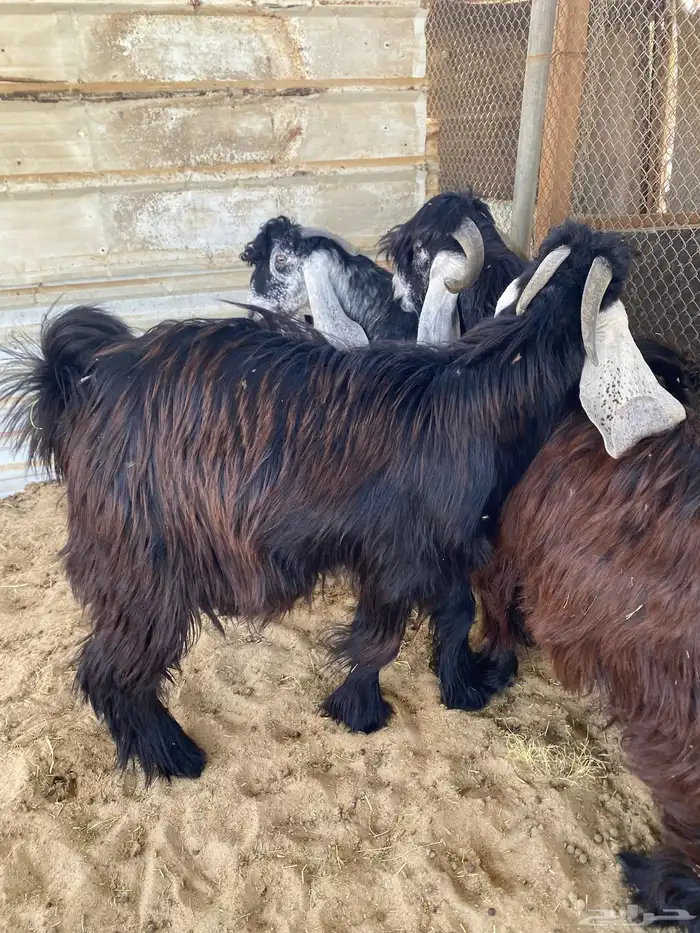 تيوس عوارض مشاريع للبيع 10