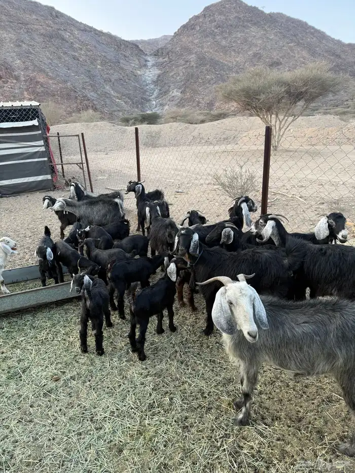 معزاء اباكير متابيع كفو 3