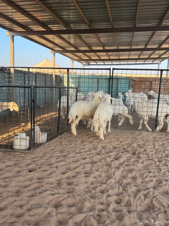 خرفان حري جبر 0