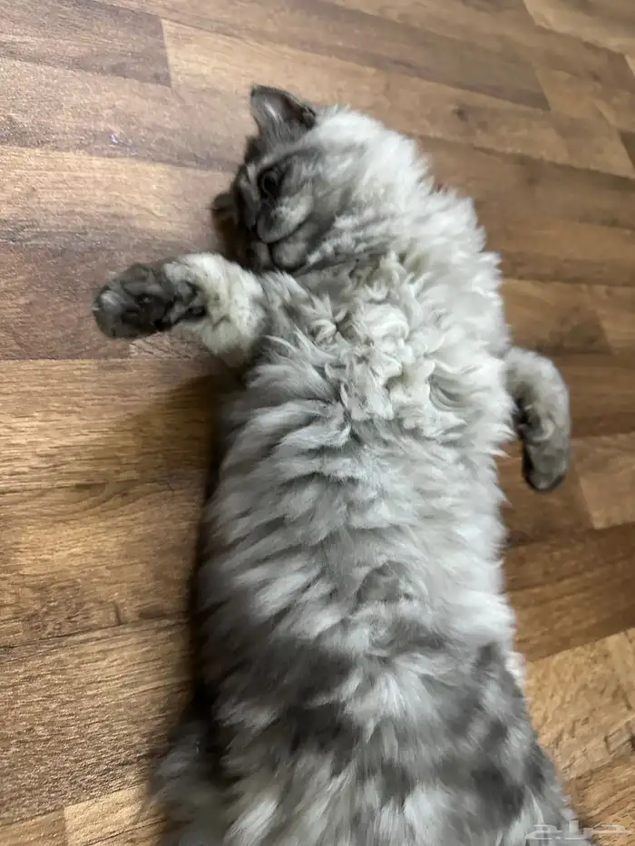 للبيع قط ذكر شيرازي 4