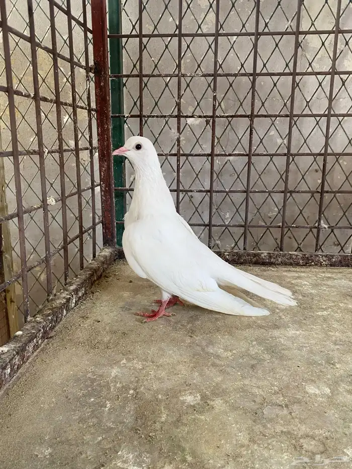 حمام صنعاوي 3