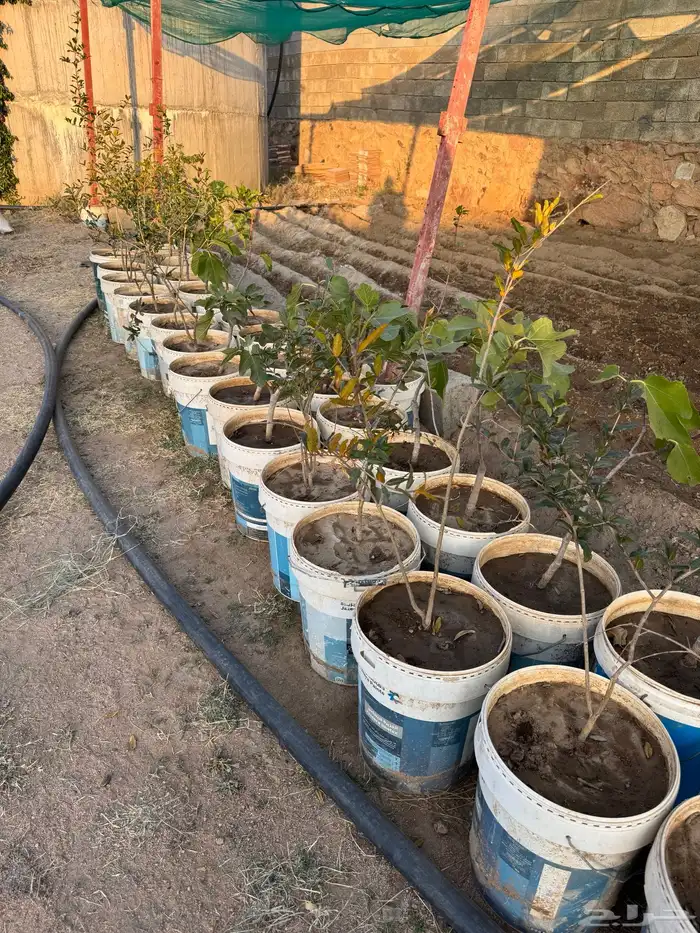 شتلات تين ورمان من مزرعتي الخاصه 4