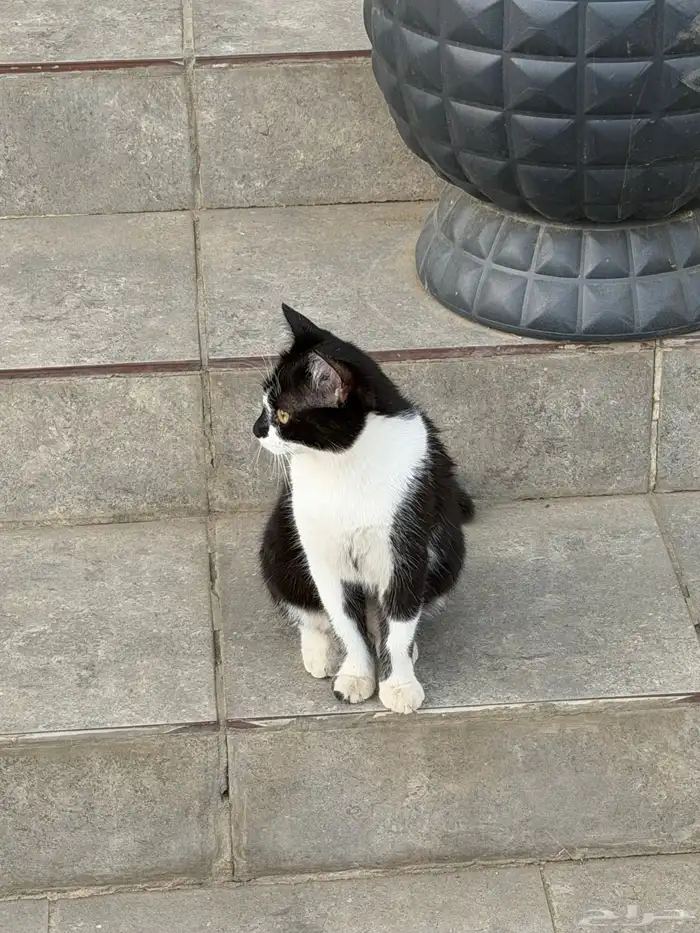 قطه للتبني بدون مقابل 1