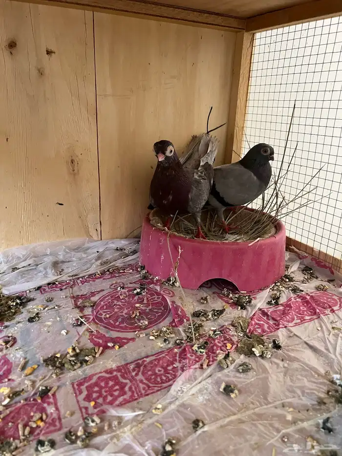 حمام زينه كوري وصنعاوي 1