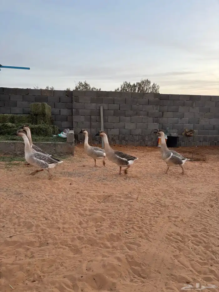 للبيع وز عراقي اصلل 1