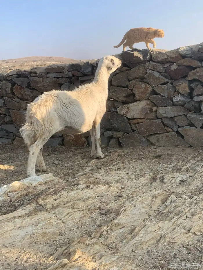 شاه حري دافع 10