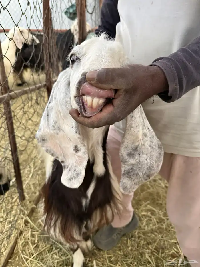 معزا مشاريك حيل 7