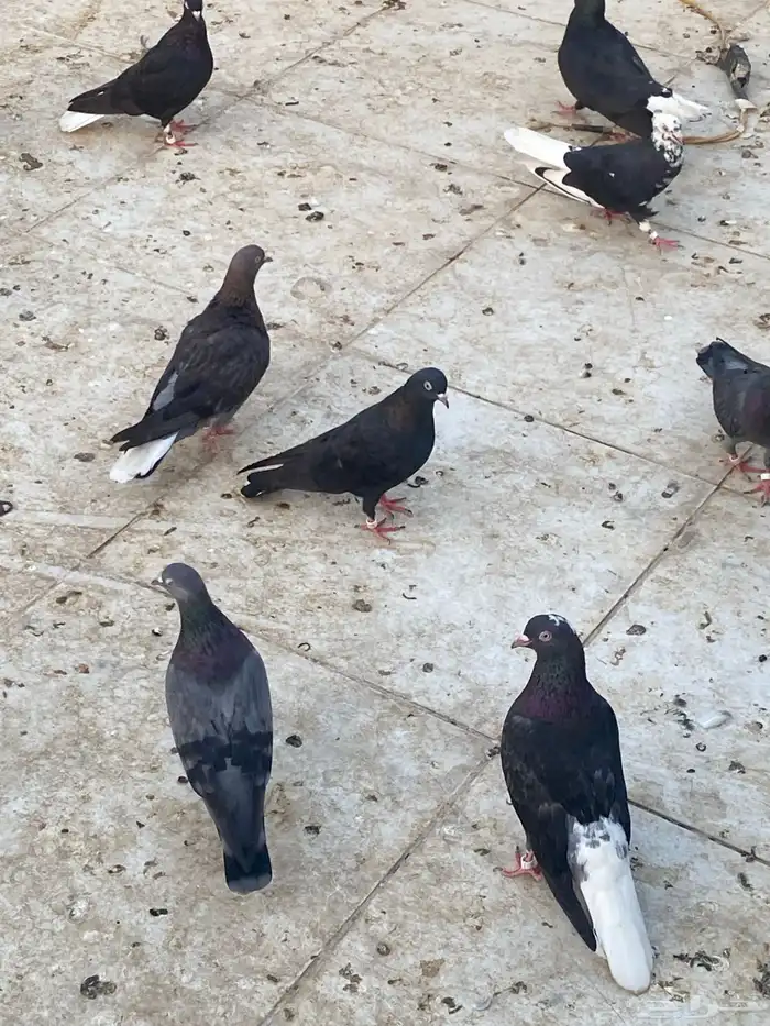 حمام قطيفي او قطايف قلاب مستوى جميل 1