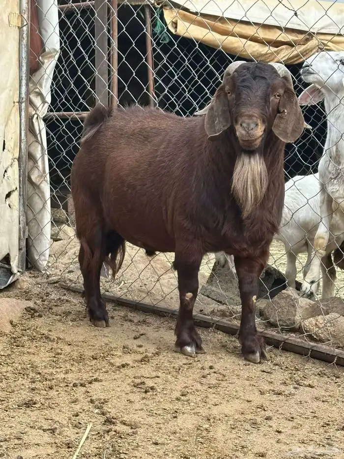 تيس كلهاري جامع بيور 0