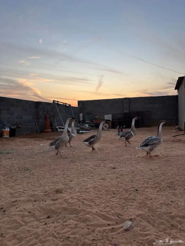 للبيع وز عراقي اصلل 3