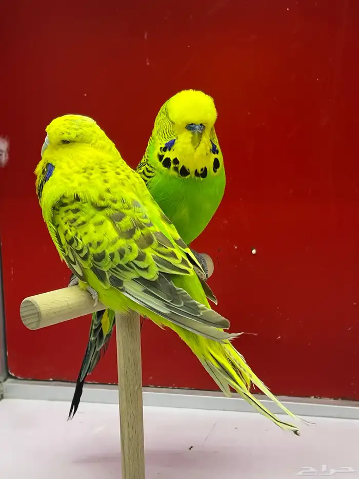 بادجي انجليزي 4