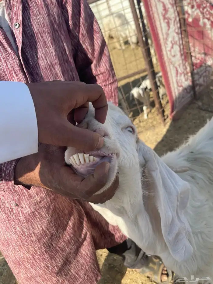 عنز جرم كفو دافع 1