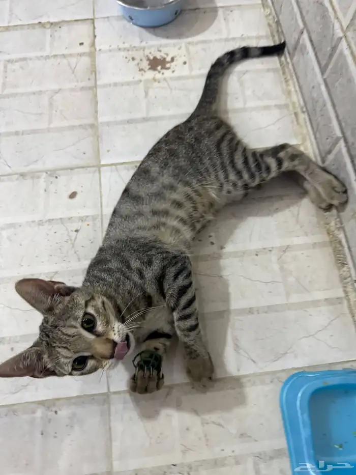 قطط للتبني 12