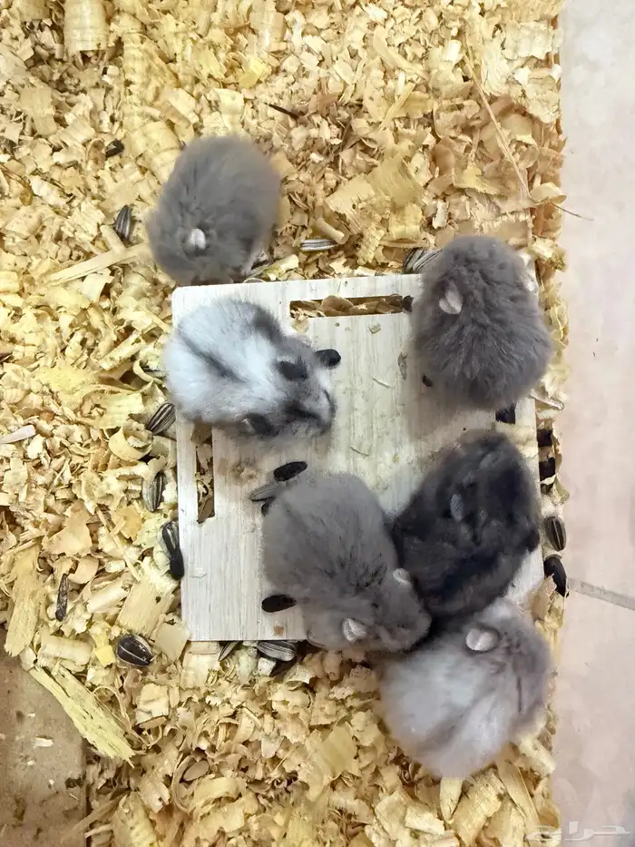 هامستر ب 15 ريال فقط 9