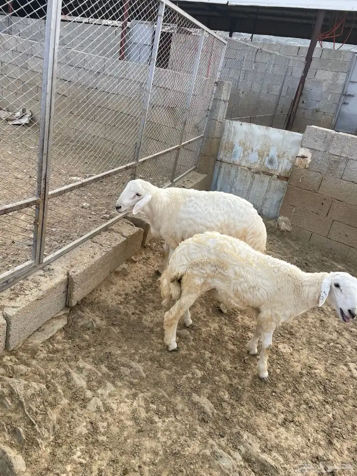 اعرض الكم خرفان ذبايح 2