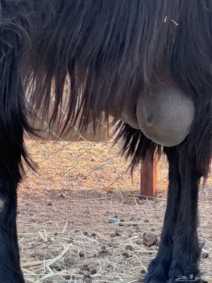 عنز قبرصيه حليب 2