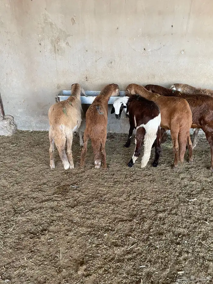 غنم سواكن مخاصي 13